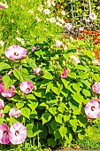 Hardy Hibiscus, Hibiscus moscheutos Luna Blush, flowers