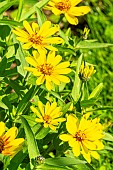 Zinnia Profusion Yellow, flowers