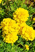 French Marigold, Zenith Golden Yellow Marigold, Tagetes patula Zenith Golden Yellow, flowers