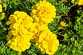 French Marigold, Zenith Golden Yellow Marigold, Tagetes patula Zenith Golden Yellow, flowers