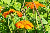 Mexican Sunflower, Tithonia rotundifolia Torch, fleurs