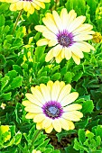 Cape daisy ecklonis Serenity Blue Eyed Beauty, Osteospermum ecklonis Serenity Blue Eyed Beauty, flowers