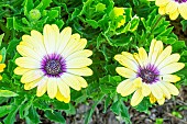 Cape daisy ecklonis Serenity Blue Eyed Beauty, Osteospermum ecklonis Serenity Blue Eyed Beauty, flowers
