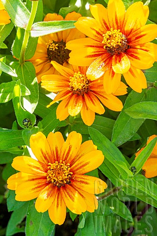 Zinnia_marylandica_Zahara_Sunburst_flowers