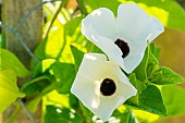 Black-Eyed Susan Vine Thunbergia, Thunbergia alata ?Suzsan White?, flowers