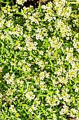 Sweet Alyssum, Lobularia maritima Easter Bonnet Yellow, in bloom