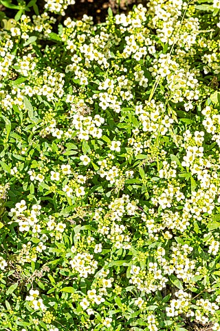 Sweet_Alyssum_Lobularia_maritima_Easter_Bonnet_Yellow_in_bloom