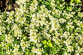 Sweet Alyssum, Lobularia maritima Easter Bonnet Yellow, in bloom