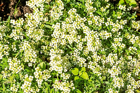 Sweet_Alyssum_Lobularia_maritima_Easter_Bonnet_Yellow_in_bloom
