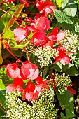 Begonia semperflorens Dragon Wing Red, Trachelium caeruleum Passion White, flowers
