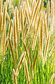 African feather grass, (Pennisetum macrourum, ears