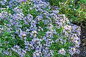 Sweet Alyssum, Lobularia maritima Easter Bonnet Blue, flowers