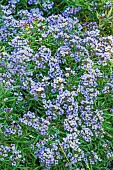 Sweet Alyssum, Lobularia maritima Easter Bonnet Blue, flowers
