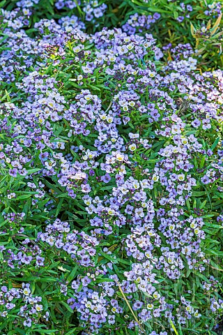 Sweet_Alyssum_Lobularia_maritima_Easter_Bonnet_Blue_flowers