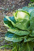Headed cabbage, Brassica oleracea capitata Coeur de Boeuf Moyen de La Halle