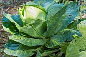 Headed cabbage, Brassica oleracea capitata Coeur de Boeuf Moyen de La Halle