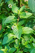 Milly-la-Forêt Mint, Mentha piperita var citrata