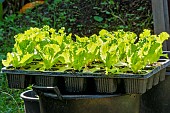Salad autumn planting