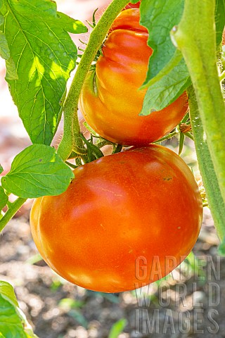 Cannibals_Tomato_Solanum_uporo_fruits