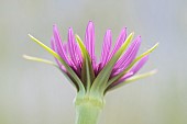 Meadow Salsify (Tragopogon pratensis) flower, Vendée, France