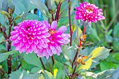 Dahlia Vasco Rose, Breeder : Largant (FRA) 2001