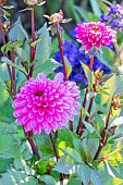 Dahlia Vasco Rose, Breeder : Largant (FRA) 2001