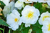 Tuberous Begonia, Begonia tuberhybrida Non Stop White, flowers