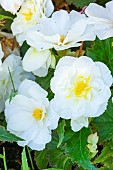 Tuberous Begonia, Begonia tuberhybrida Non Stop White, flowers