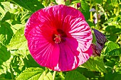 Hardy Hibiscus, Hibiscus moscheutos Carousel Red Wine, Red Wine Rose Mallow, flower