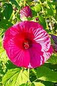 Hardy Hibiscus, Hibiscus moscheutos Carousel Red Wine, Red Wine Rose Mallow, flower