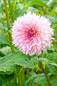 Decorative dahlia, Dahlia Sakura Fubuki, flower