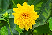 Sunflower, Helianthus decapetalus Plenus, flower