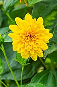 Sunflower, Helianthus decapetalus Plenus, flower