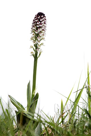 Burnttip_orchid_Neotinea_ustulata_against_the_white_background_Liguria_Italy