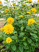 Ten-Petaled Sunflower, Helianthus decapetalus Plenus, flowers