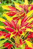 Josephs Coat, Amaranthus tricolor Splendens Perfecta, ornemental foliage