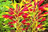 Josephs Coat, Amaranthus tricolor Splendens Perfecta, ornemental foliage