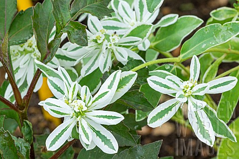 Euphorbia_marginata_Kilimandjaro_flowers_and_foliage