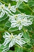 Euphorbia marginata Kilimandjaro, flowers and foliage