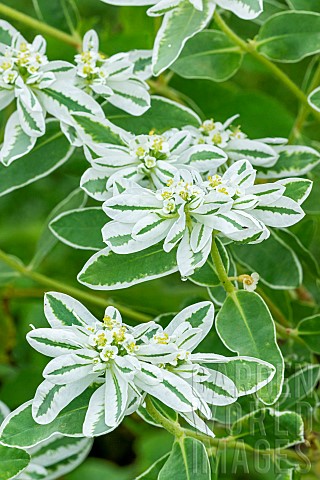 Euphorbia_marginata_Kilimandjaro_flowers_and_foliage