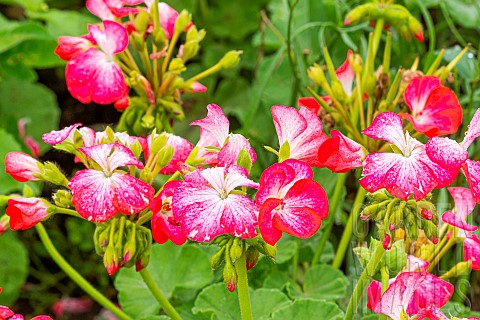 Pelargonium_zonale_Picote_Red_flowers