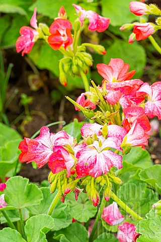 Pelargonium_zonale_Picote_Red_flowers