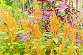 Princes feather Golden Giant, Amaranthus cruentus Golden Giant with Castorbean, Ricinus communis New Zealand