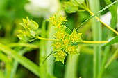 Hares Ear, Bupleurum rotundifolium Griffithii, flowers