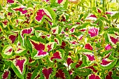 Wizard Mosaic Coleus, Solenostemon scutellaroides Wizard Corail Sunrise, ornemental foliage