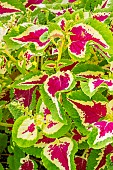 Wizard Mosaic Coleus, Solenostemon scutellaroides Wizard Corail Sunrise, ornemental foliage