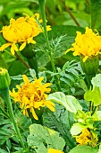 African Marigold, Tagetes erecta Saut du Lit, flowers