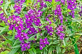 Snapdragon, Angelonia angustifolia Serena Purple, flowers