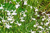 Laurentia axillaris Avant-Garde White, Solenopsis axillaris Avant-garde White, Isotoma axillaris Avant-Garde White, flowers