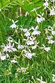 Laurentia axillaris Avant-Garde White, Solenopsis axillaris Avant-garde White, Isotoma axillaris Avant-Garde White, flowers